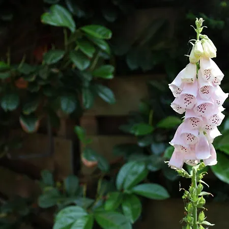 Дом отдыха De Blokhut *